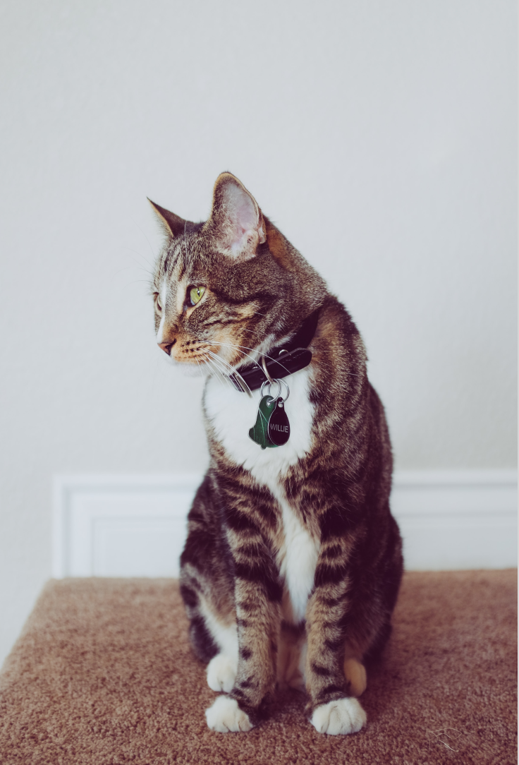 Eine Katze sitzt und schaut nach links, sie trägt ein Halsband mit ihrem Namen "Willie" darauf.