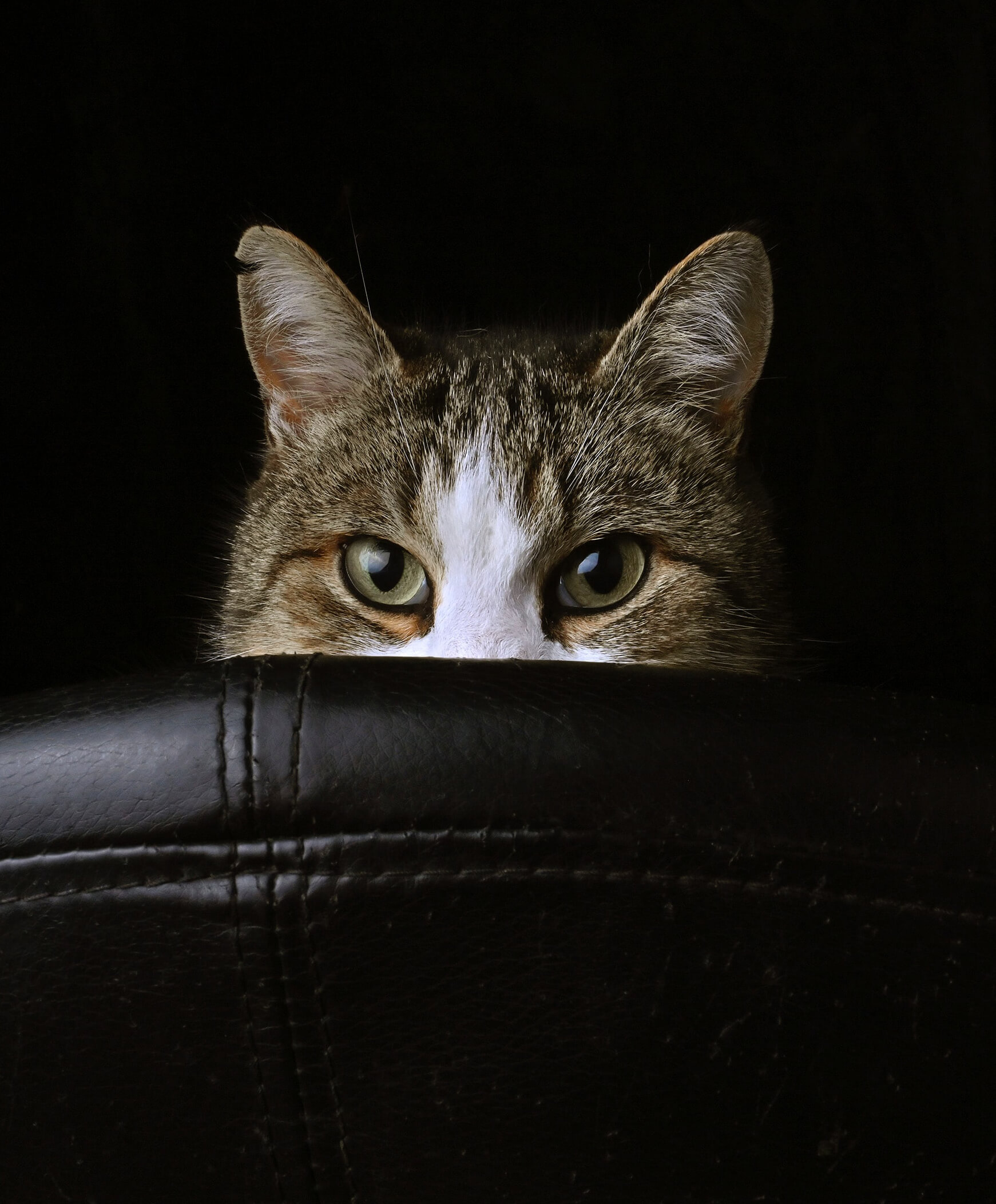 Eine Katze schaut hinter einem Möbelstück hervor und beobachtet dich.